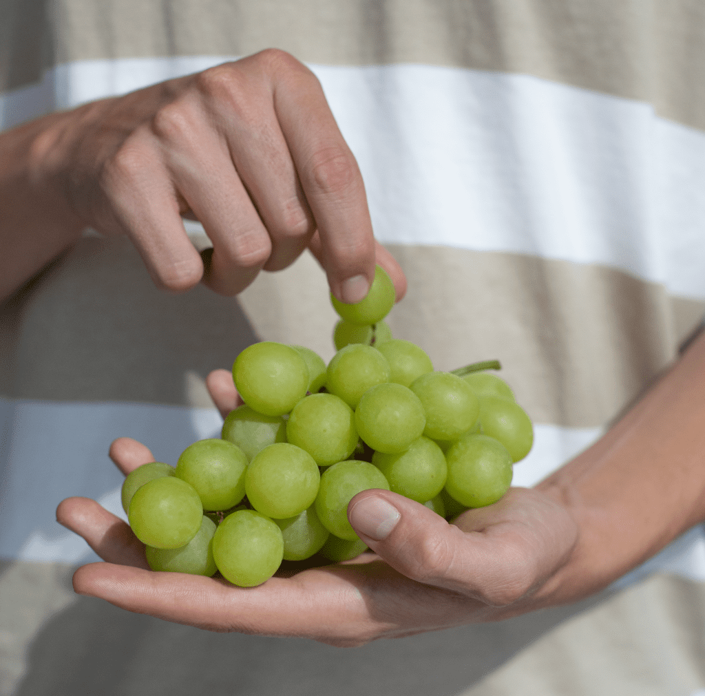 The history and origin of grapes El Ciruelo