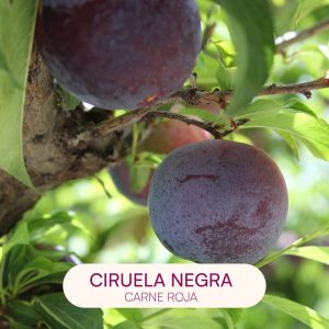 ciruela negra