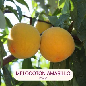 melocoton amarillo pavia