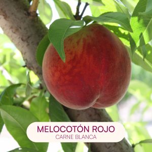 melocoton rojo carne blanca