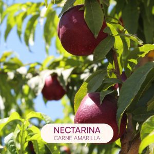 nectarina carne amarilla