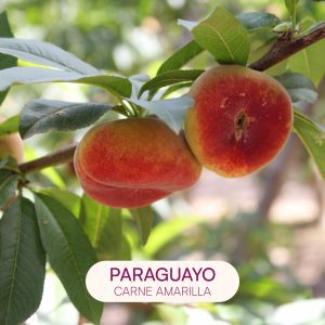 paraguayo carne amarilla