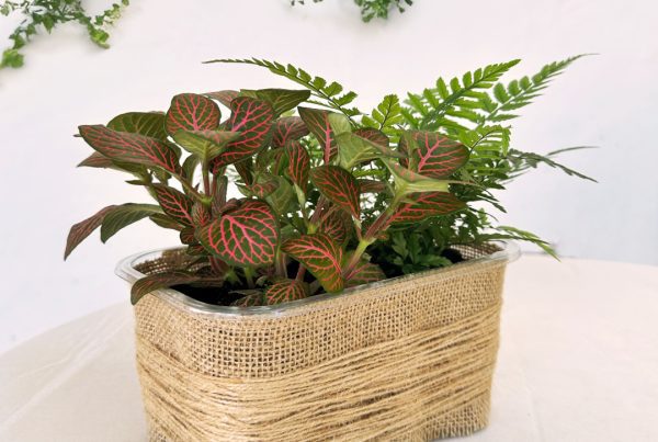 reciclaje envases plastico