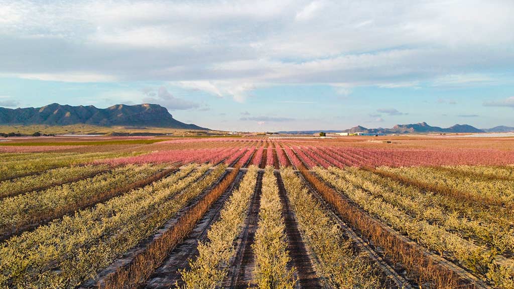 floracion-de-cieza-donde-es-2024