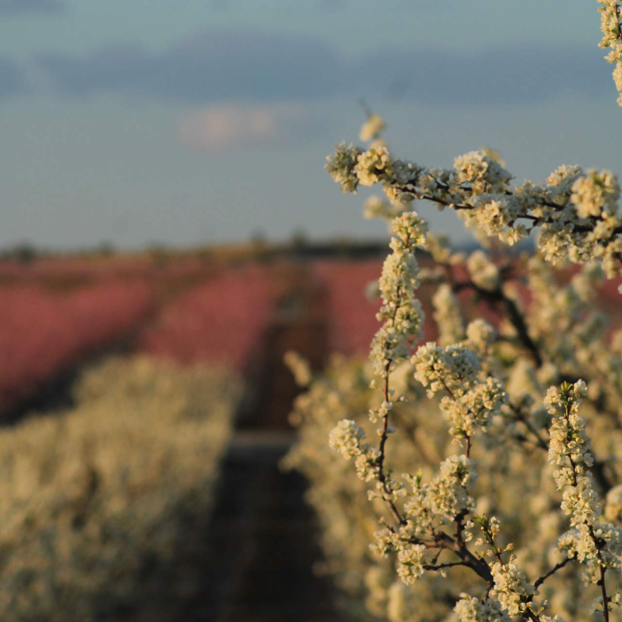 floracion-de-cieza-en-murcia