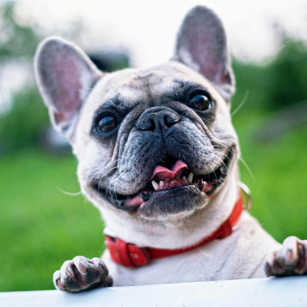 los-perros-pueden-comer-paraguayos