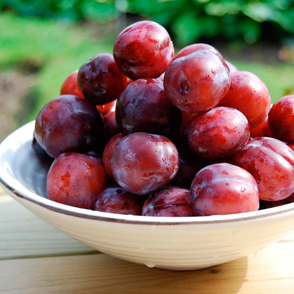 origen-de-la-ciruela-historia-cultivo