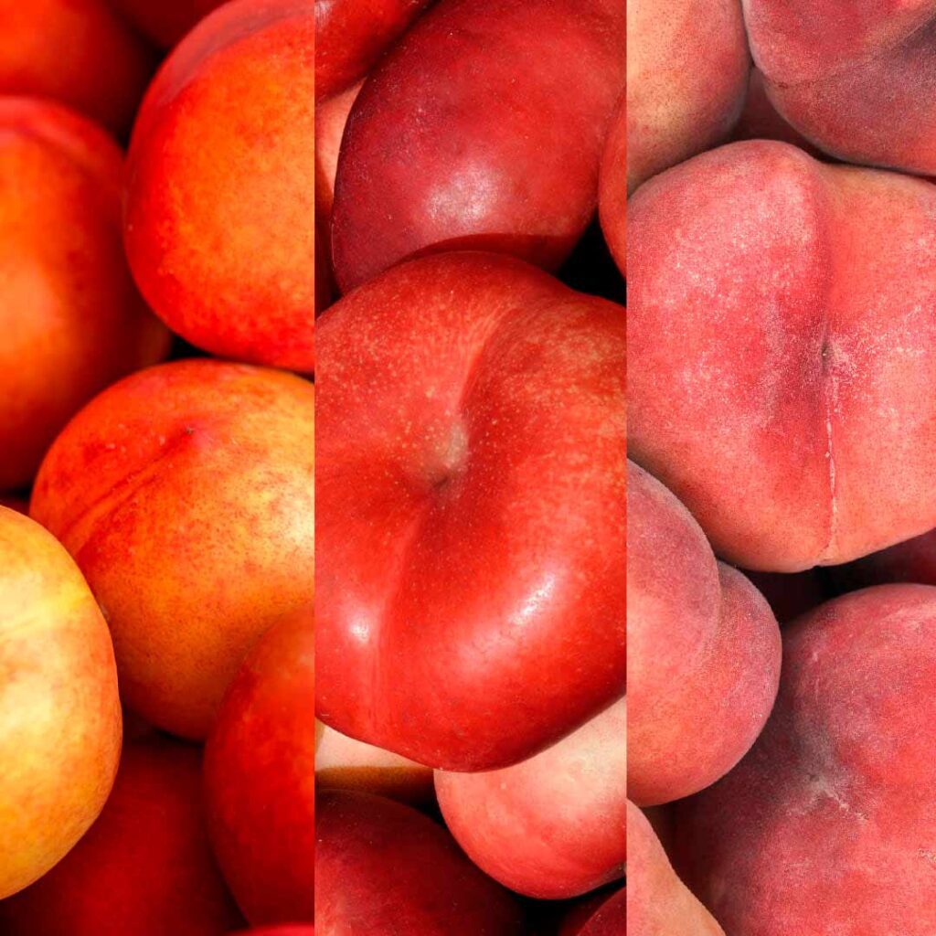 el-paraguayo-engorda