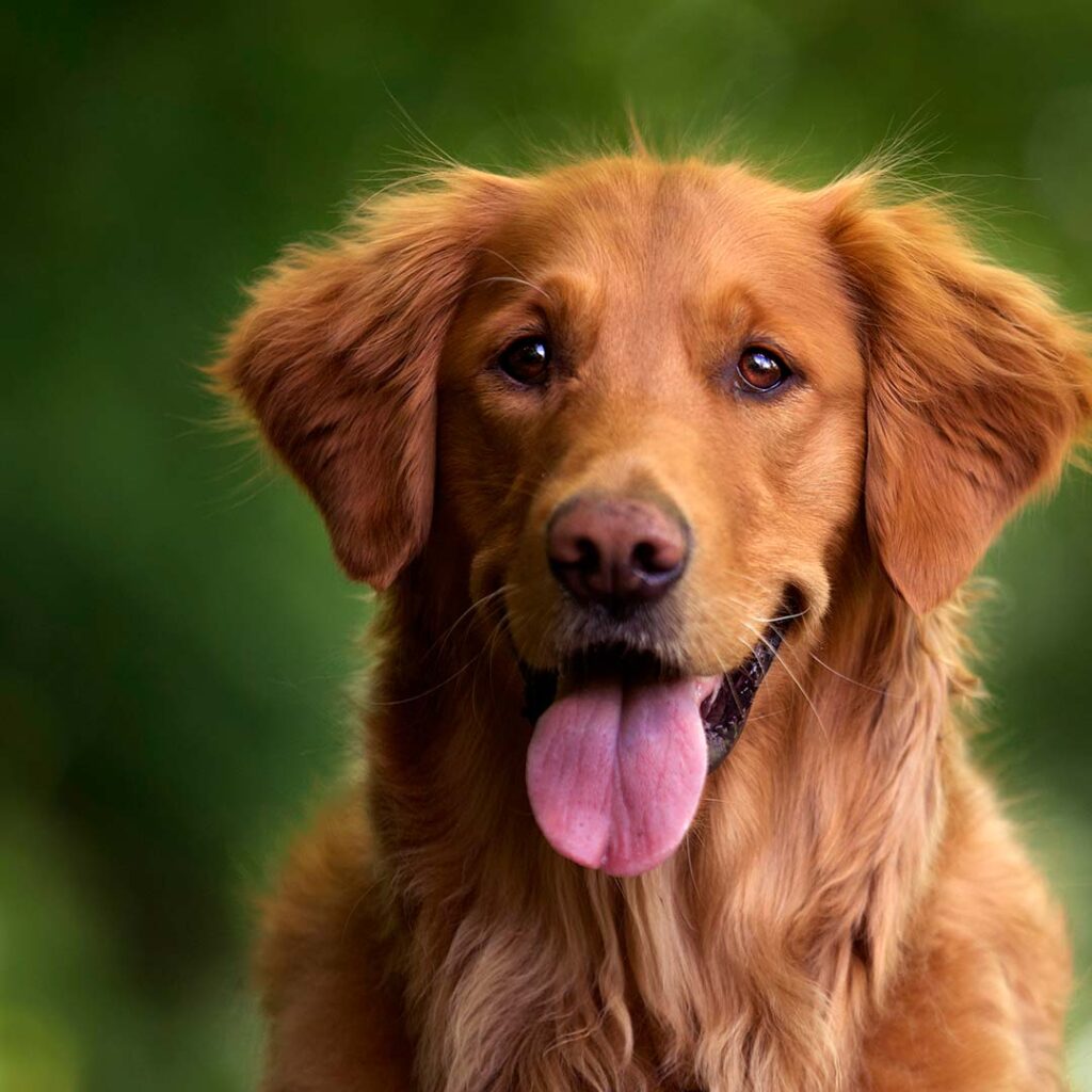 los-perros-pueden-comer-melocotones