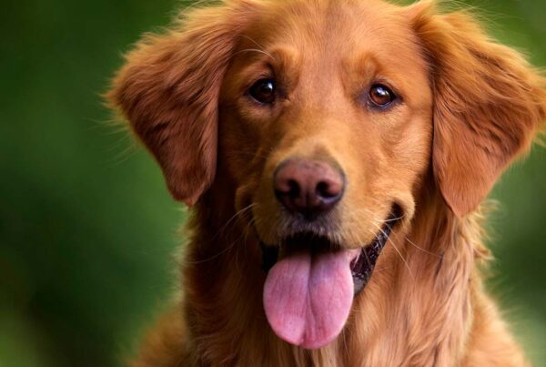 los-perros-pueden-comer-melocotones