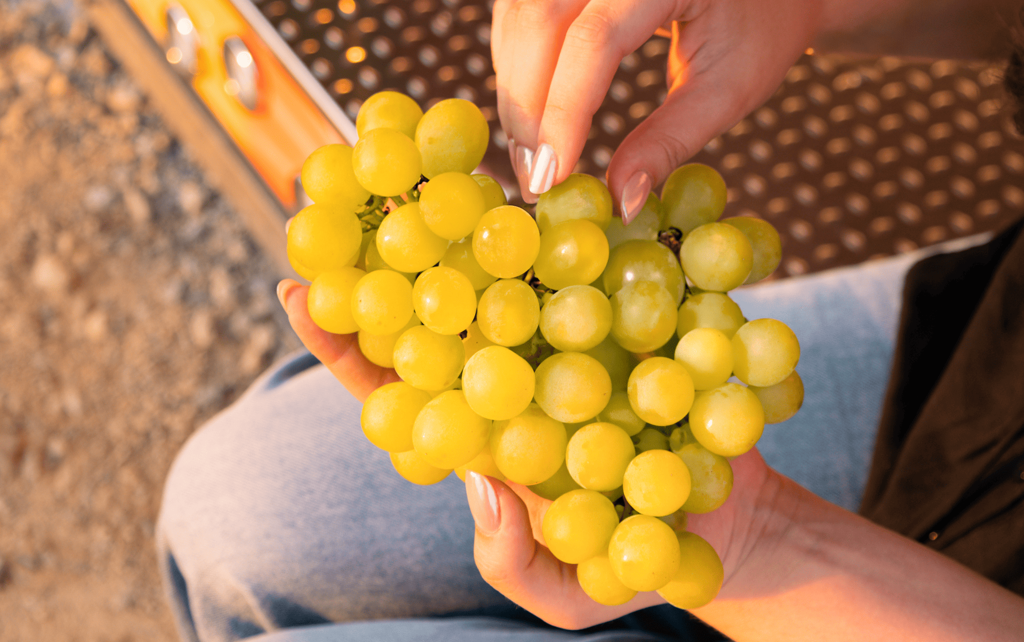 tipos-de-uvas-candy