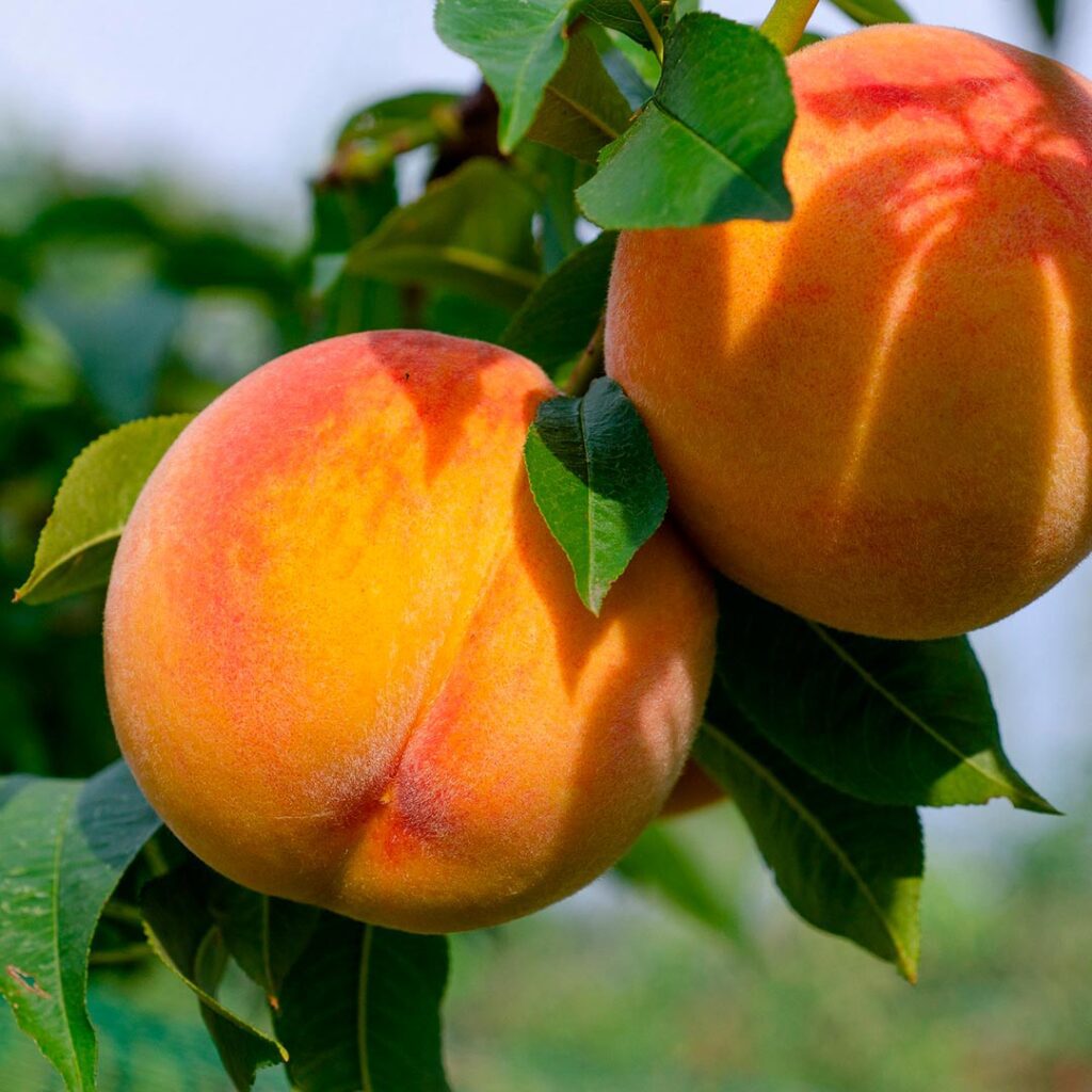 temporada-melocotones