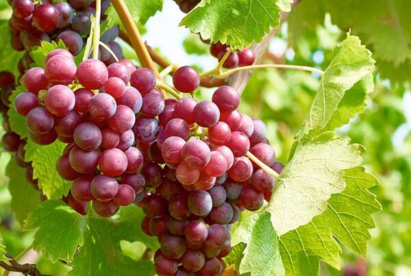 uvas-a-peras-origen-expresion