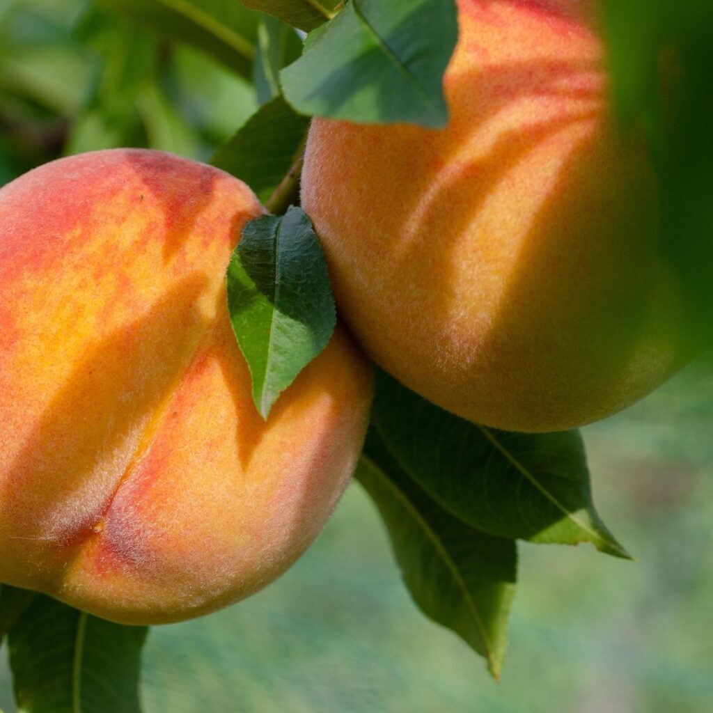 calorias-melocotones-valor-nutricional