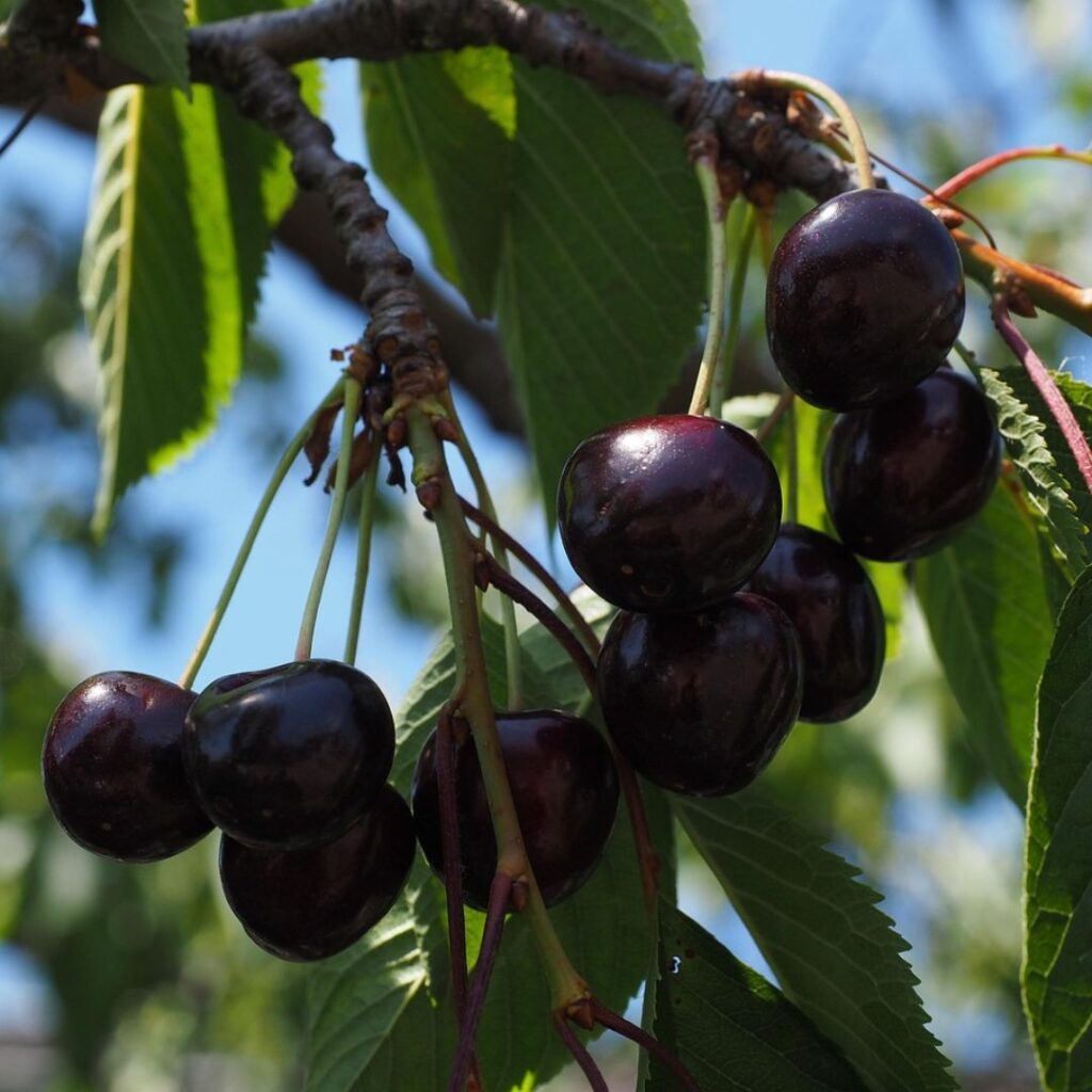 cereza-negra-origen-propiedades-beneficios
