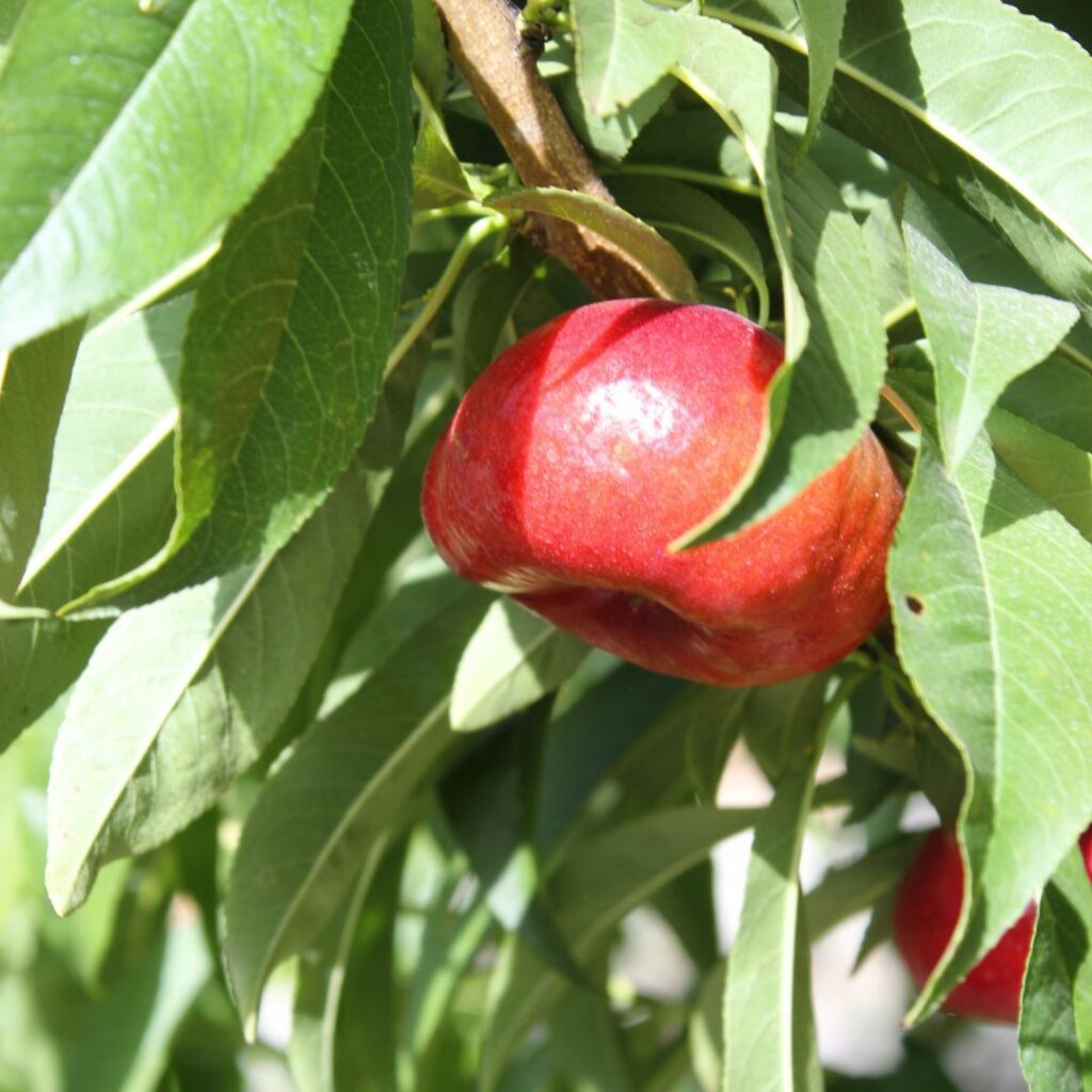 Diferencias entre platerina y paraguayo